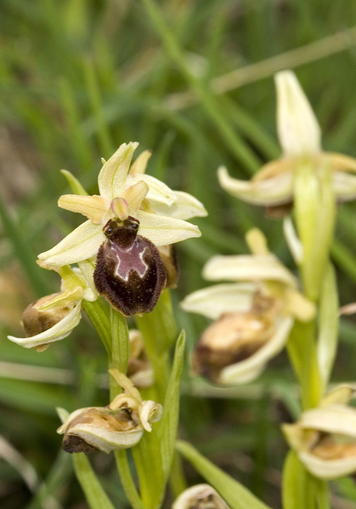 Ophrys tyrrhena